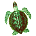 SeaTurtle(少兒編程學(xué)習(xí)軟件)v1.1 Mac版