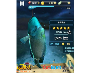 釣魚發(fā)燒友Boss魚紋唇魚怎么釣？